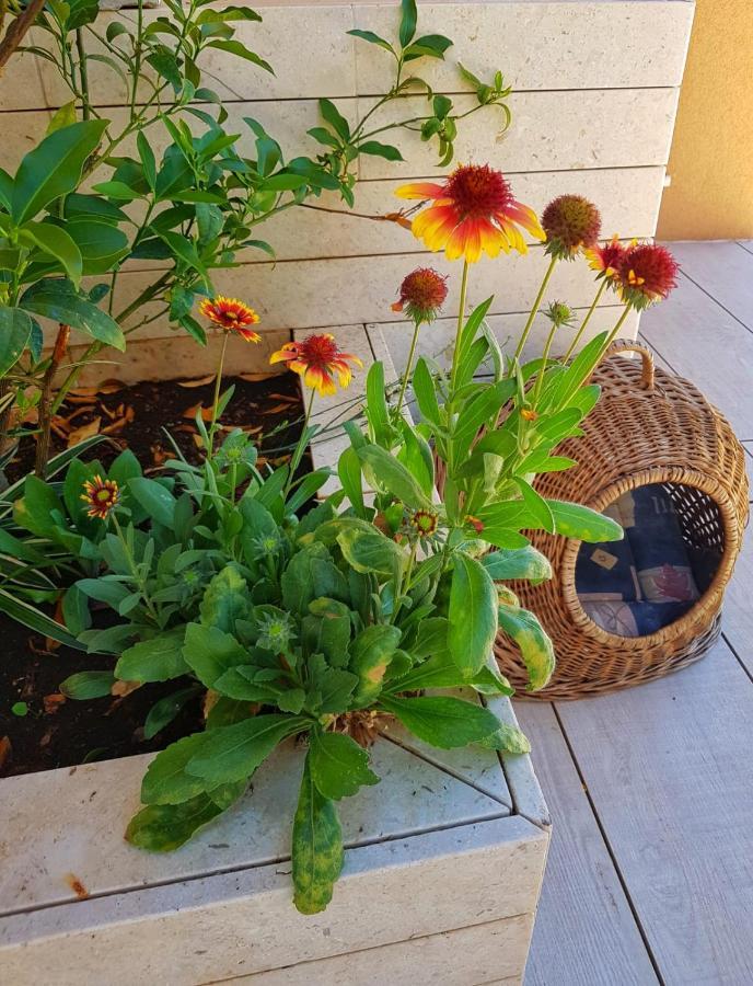 Apartmani Vrancic Mandre Extérieur photo